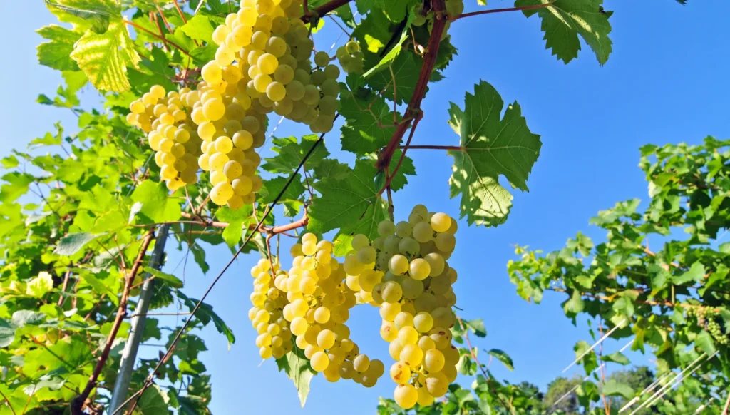 Chasselas 1