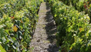 Chignin vignes sentier