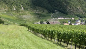 sentier vignes a Chignin