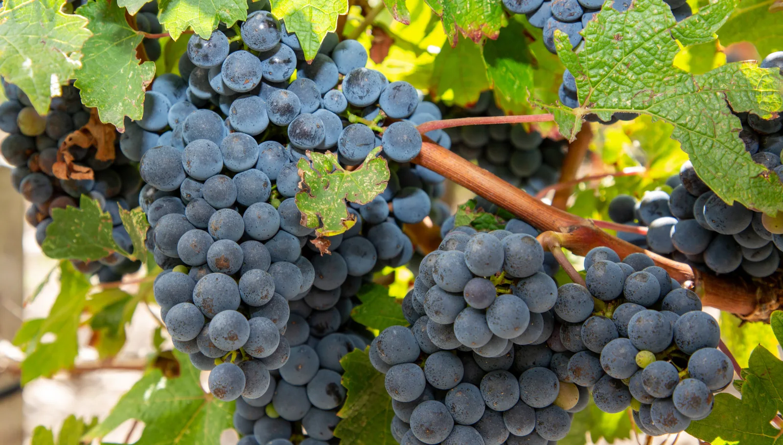 cépage de savoie pinot noir