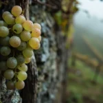 Grappe de Jacquère perlée de rosée dans vignoble alpin terrassé