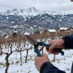 Taille de la vigne en Savoie en hiver