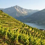 Vignoble de Savoie en été
