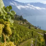 Pourquoi la Haute-Savoie mise-t-elle sur le vin pour attirer les visiteurs ?
