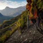 Steep Mondeuse vineyard slopes in Arbin, Savoie, with rocky soils and Alpine valley light highlighting the terroir.