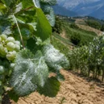 Kaolin, argile, feuillage