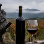 L’arbre de l’Aéropostale disparu qui a donné son nom à un vin