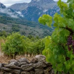 Cent domaines à Majorque