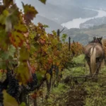 Michel Chapoutier, le pari biodynamique qui a changé le visage du Rhône