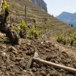 Un binage vaut deux arrosages