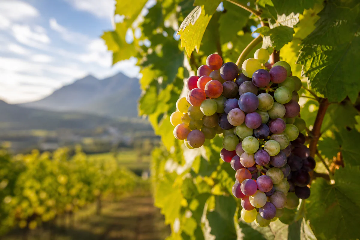 Gros plan d'une grappe de raisin en début de véraison, avec des baies vertes, jaunes et rouge violacé dans un vignoble savoya
